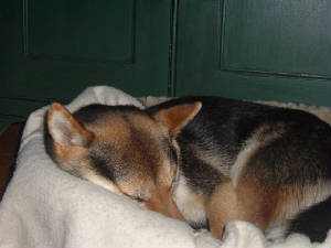 skippy011.jpg
