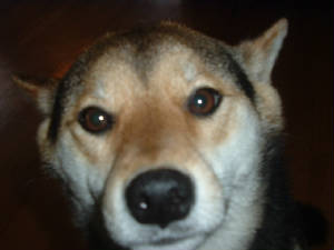 skippy022.jpg
